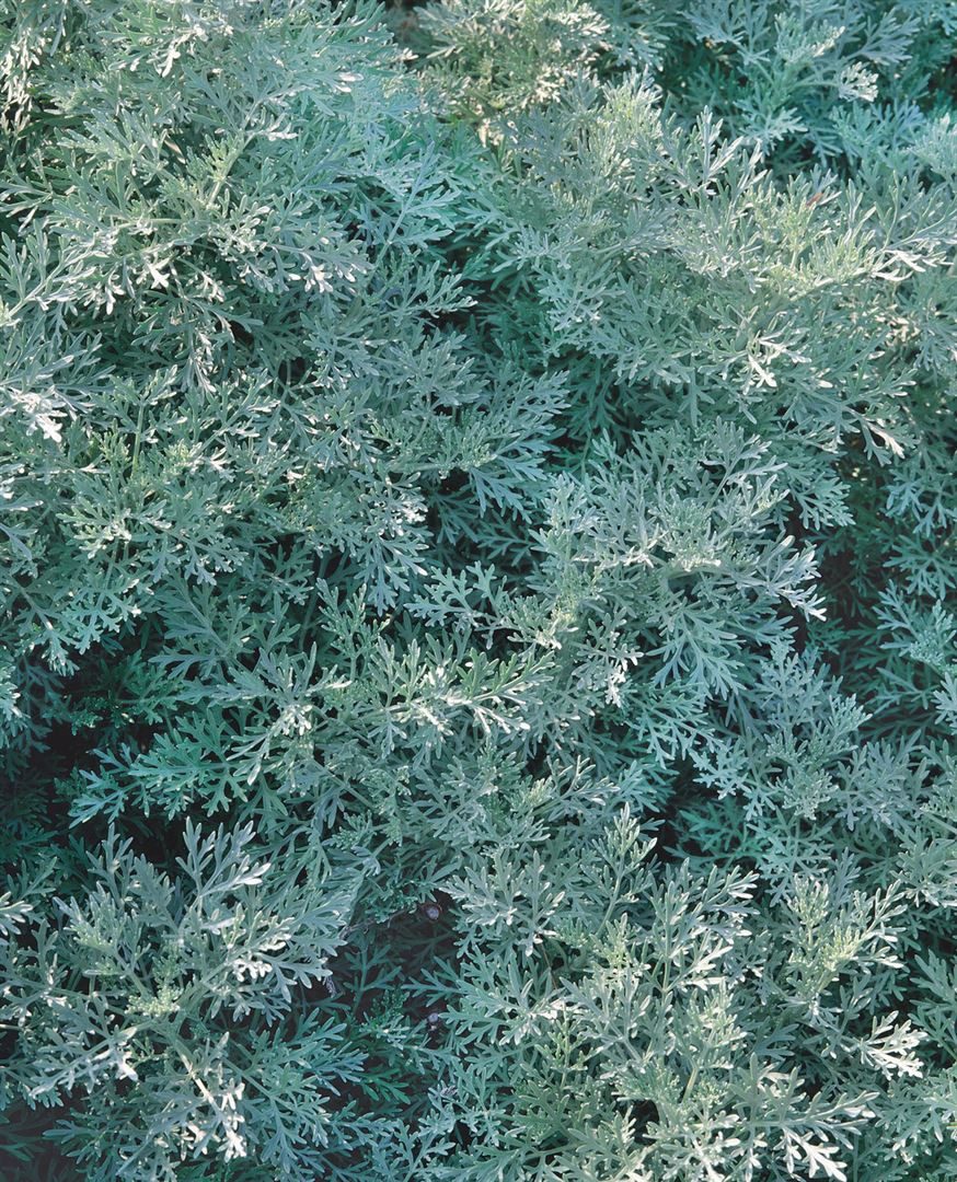 Pflanzen für Dich Staude Artemisia arborescens Powis Castle, 1 St., Edelraute, Baum-Wermut, Strauch-Wermut