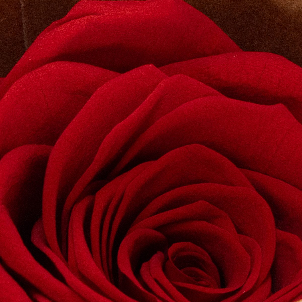 Kunstblume Romantische Deko-Rosen für besondere Anlässe und stilvolle, 6 Stück, Florists Products, Höhe 5 cm