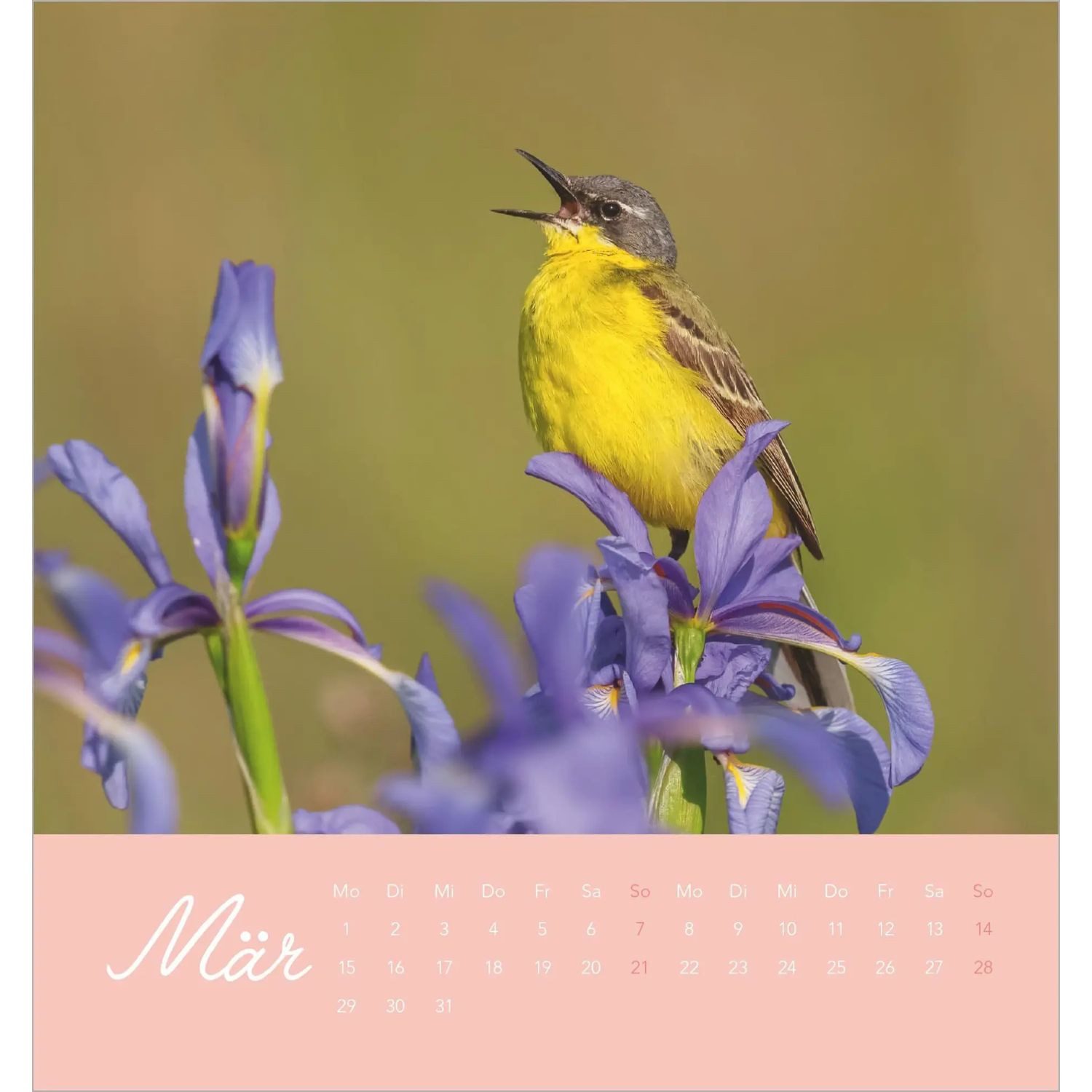 NEUMANN Wandkalender Vögel in unserem Garten 2027