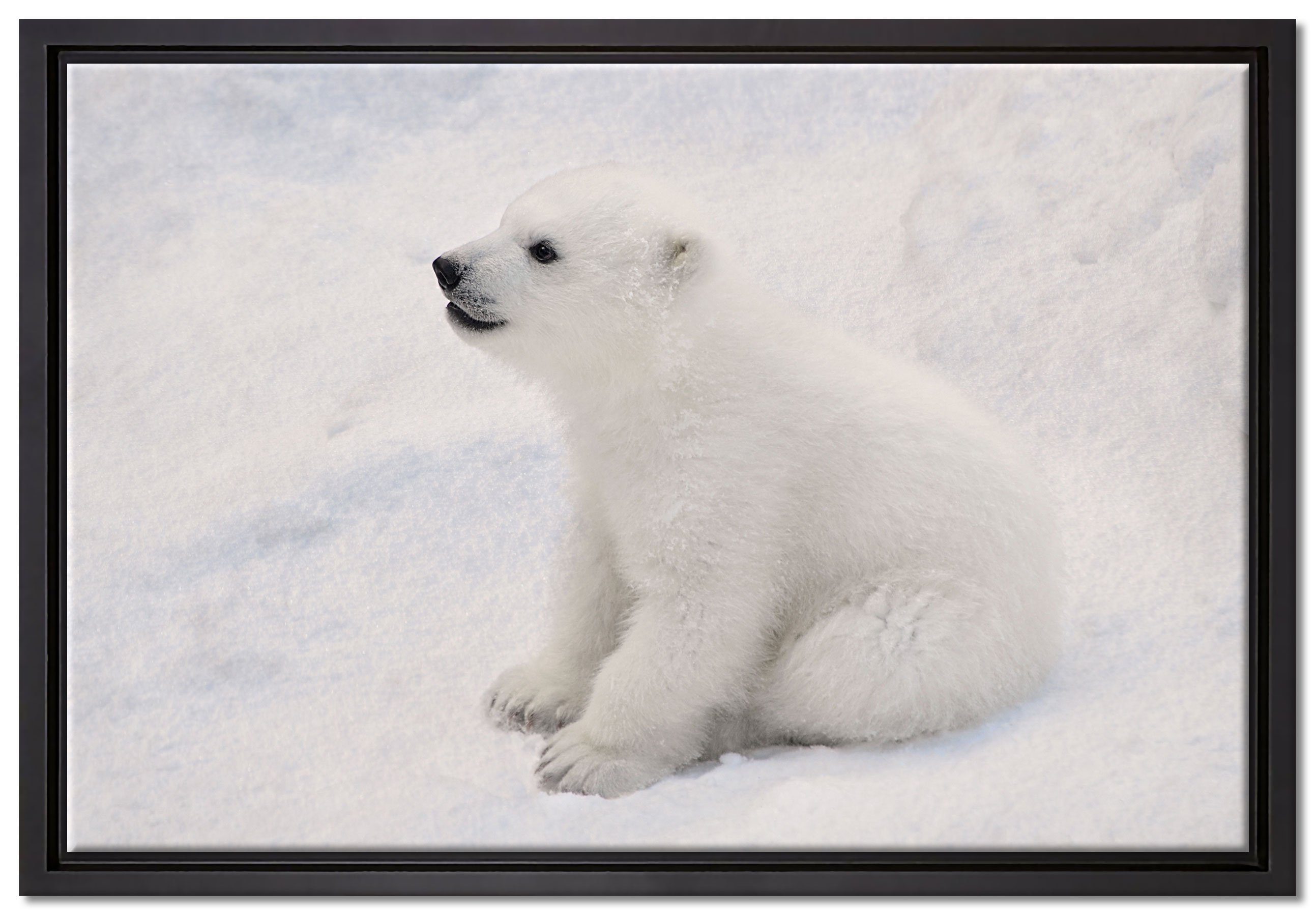 Pixxprint Leinwandbild niedliches Eisbär Baby, Wanddekoration (1 St), Leinwandbild fertig bespannt, in einem Schattenfugen-Bilderrahmen gefasst, inkl. Zackenaufhänger