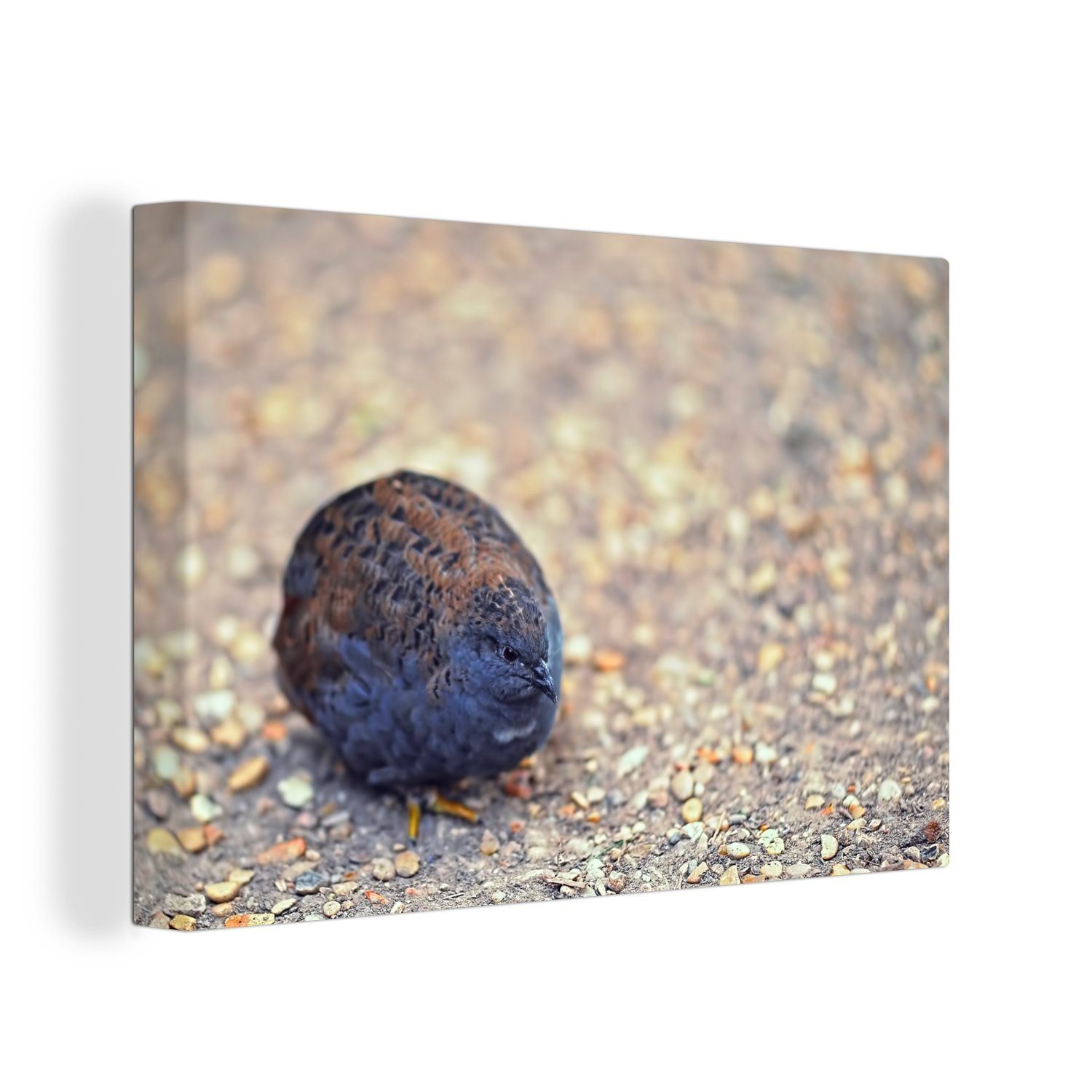 OneMillionCanvasses® Leinwandbild Eine dunkle chinesische Zwergwachtel sitzt auf dem Boden, (1 St), Wandbild Leinwandbilder, Aufhängefertig, Wanddeko, 30x20 cm