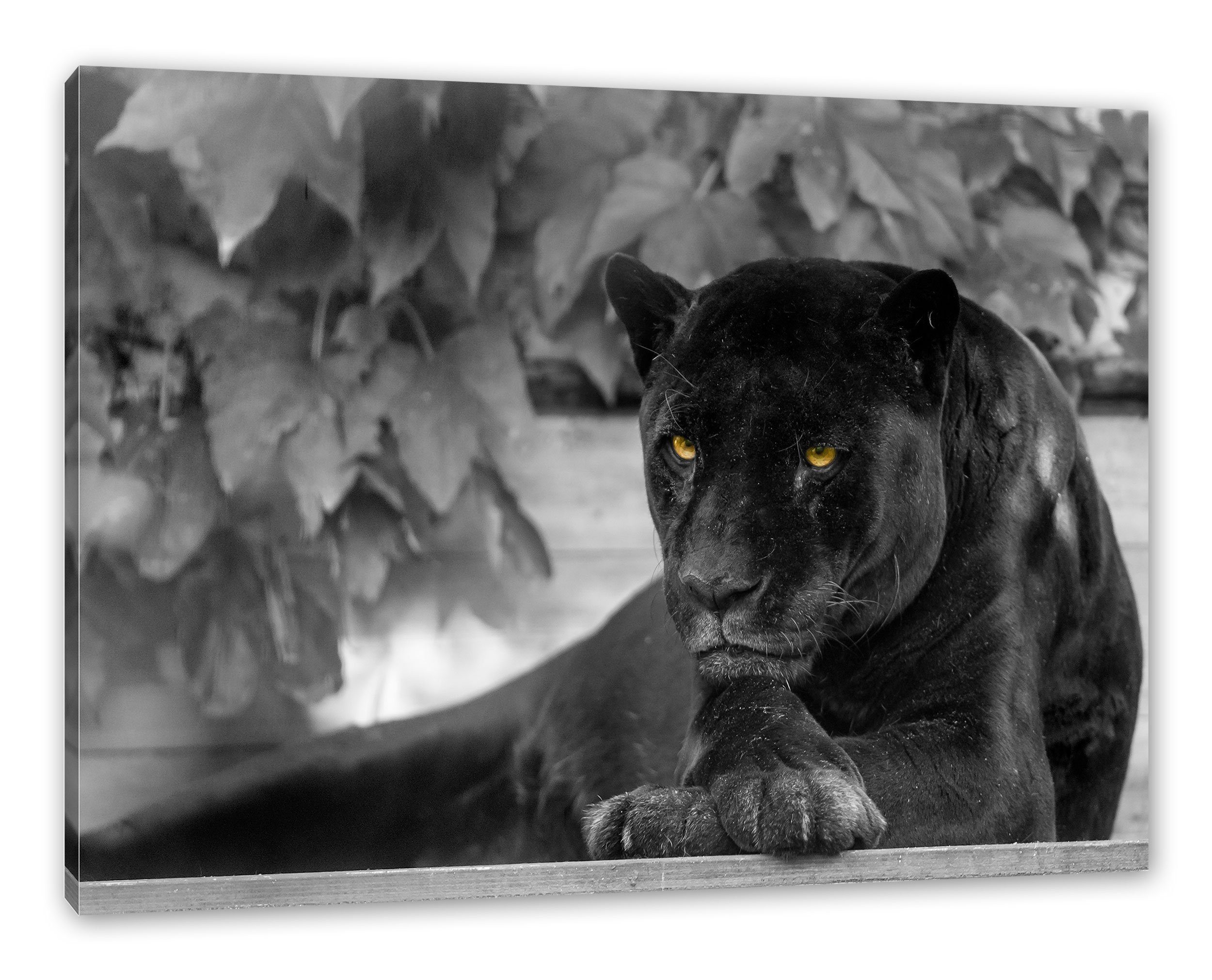 Panther schöner Leinwandbild fertig bespannt, schöner Panther, inkl. Leinwandbild St), (1 Pixxprint schwarzer Zackenaufhänger schwarzer