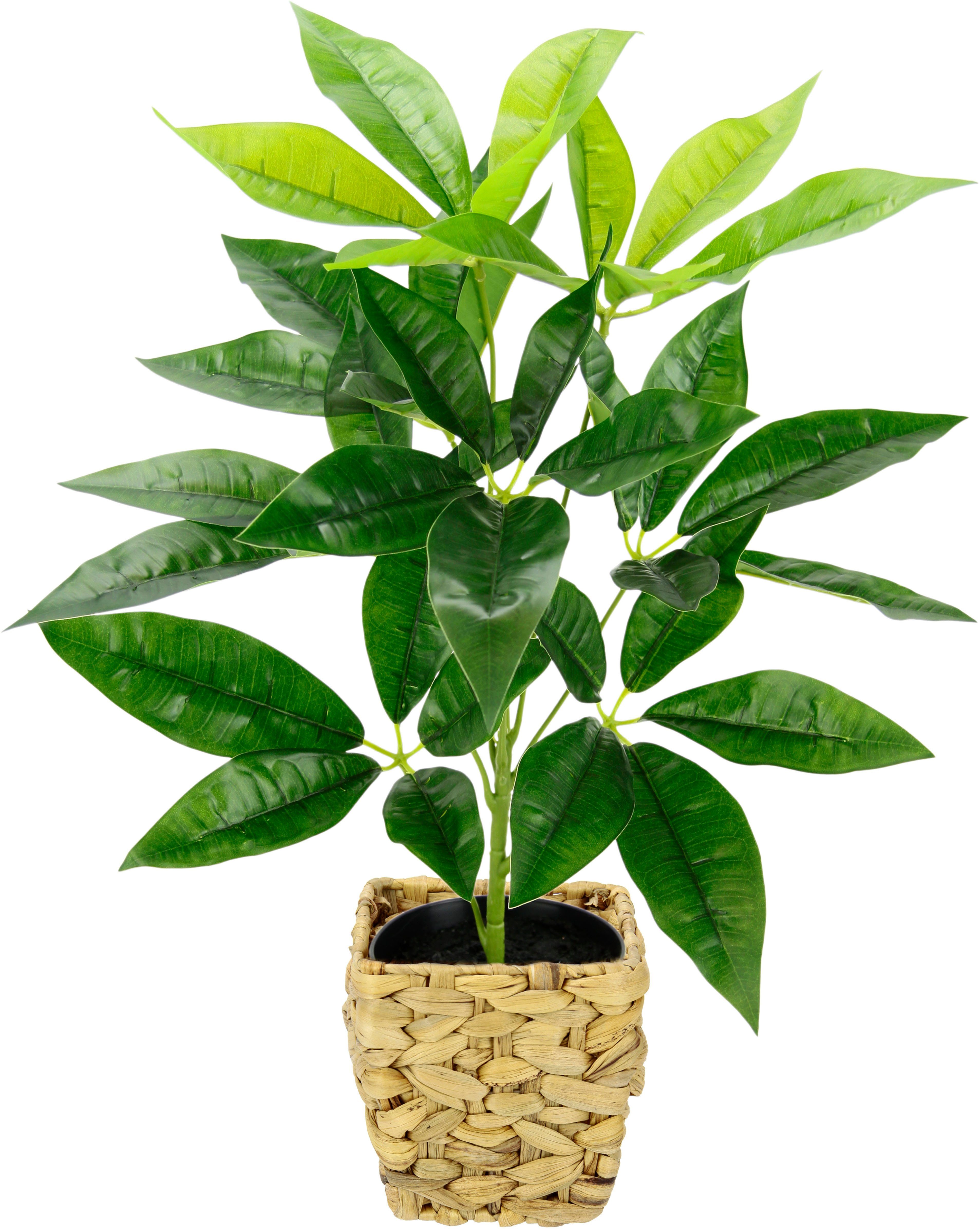 Kunstpflanze Schefflera, I.GE.A., Höhe 48 cm, Mit Übertopf Künstliche  Seidenblumen