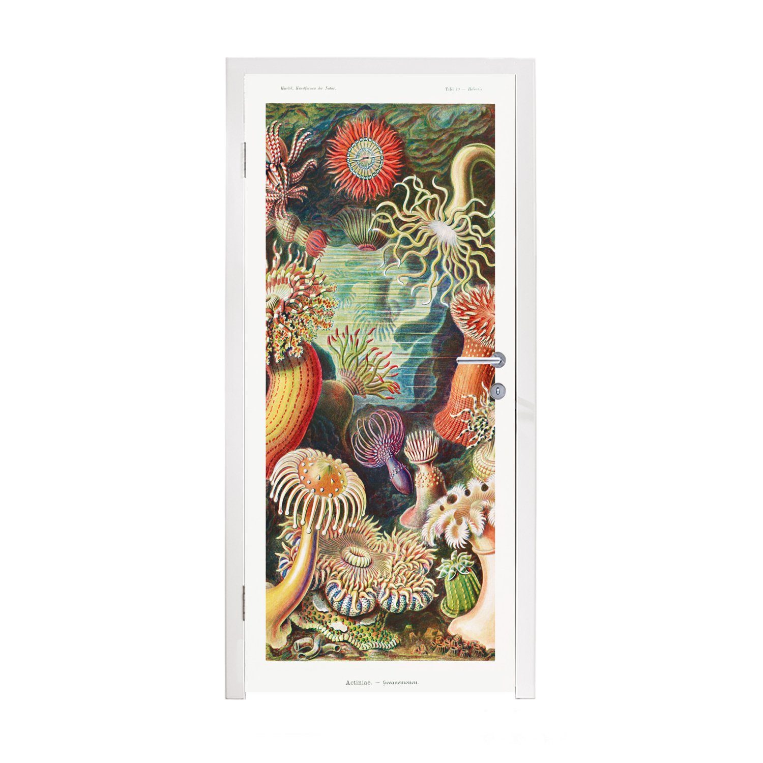 MuchoWow Türtapete Ernst Haeckel - Anemone - Retro - Natur - Pflanzen - Meer, Matt, bedruckt, (1 St), Fototapete für Tür, Türaufkleber, 75x205 cm