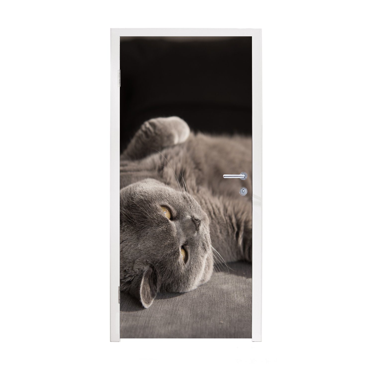 - Tier für MuchoWow cm Türaufkleber, Katze Grau, 75x205 Tür, Türtapete St), (1 Matt, bedruckt, - Fototapete