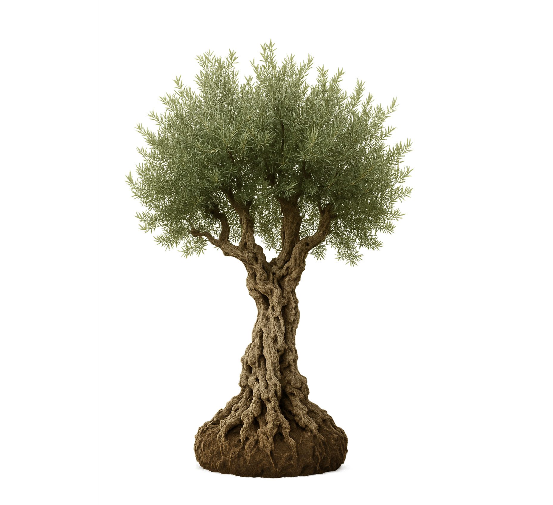 Palms-Store Olivenbaum 150 Jahre Alter schöner knorriger Stamm Olea Europaea, Ca. 250 cm hoch, Aus Spanien