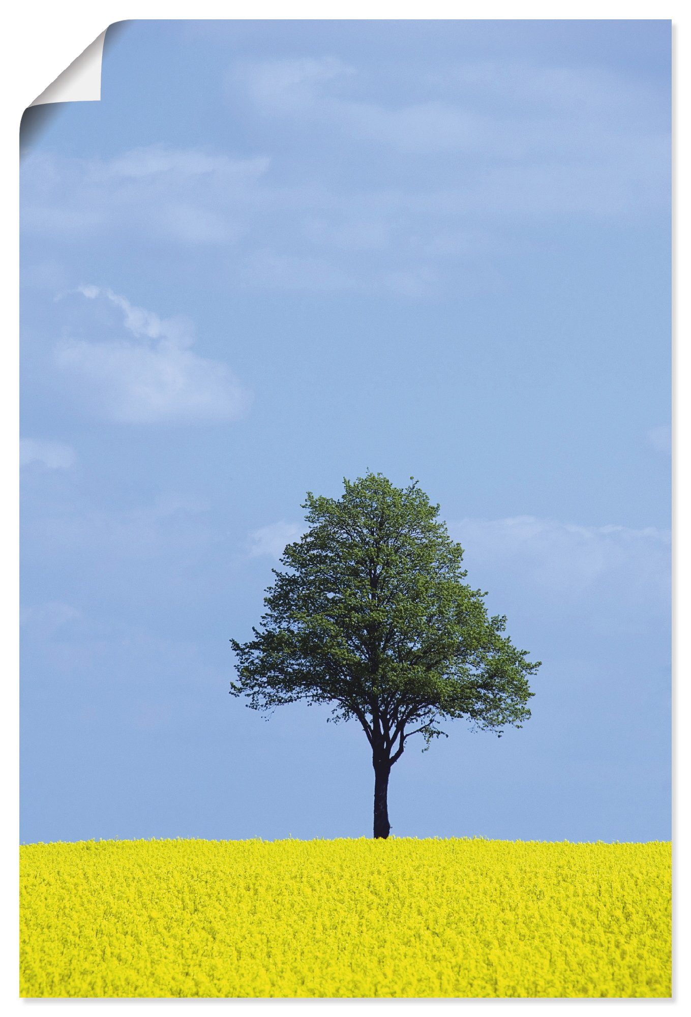 Artland Wandbild Rapsfeld und Baum, Wiesen & Bäume (1 St), als Alubild, Leinwandbild, Wandaufkleber oder Poster in versch. Größen