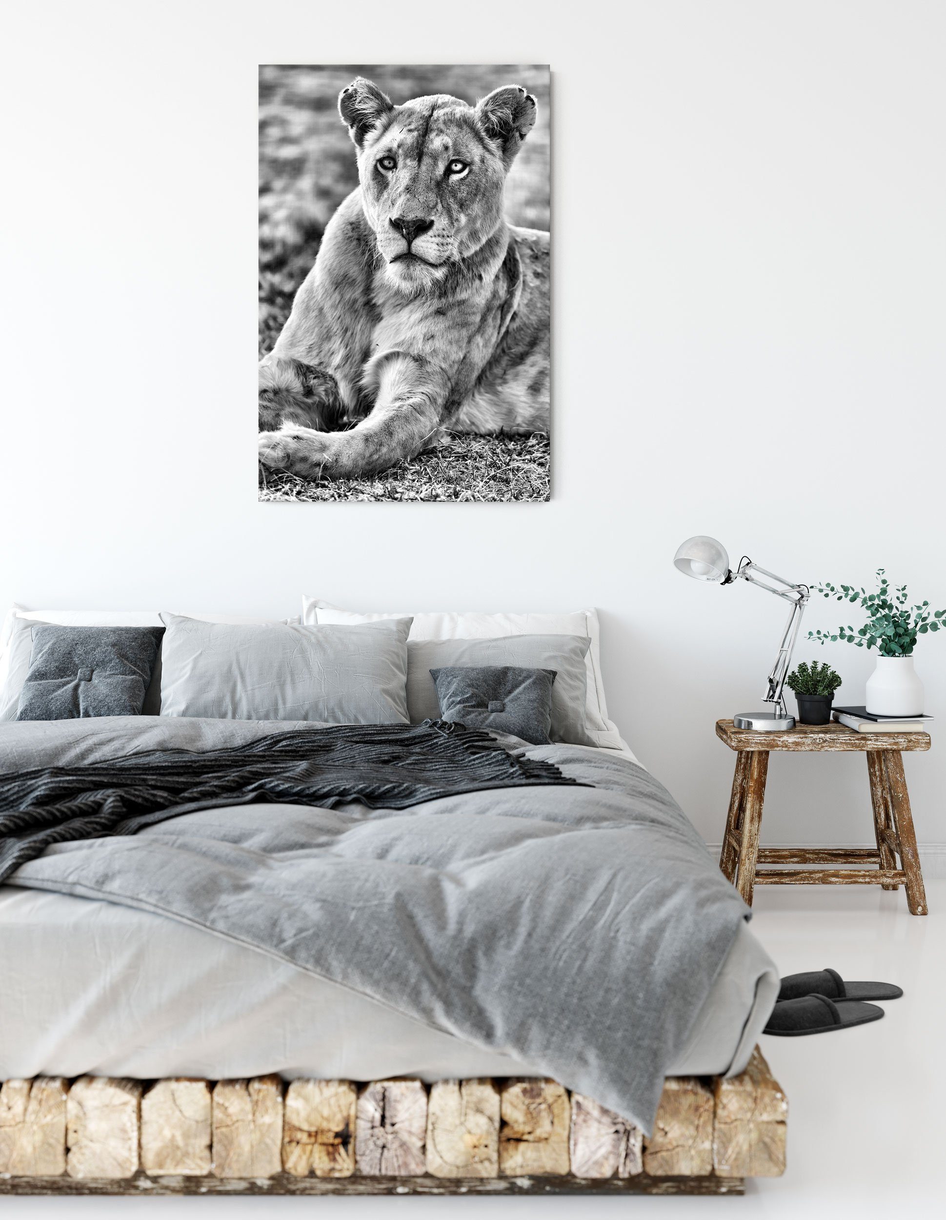 weiße Leinwandbild Leinwandbild bespannt, Pixxprint Zackenaufhänger inkl. prächtige weiße prächtige Löwin, fertig Löwin St), (1