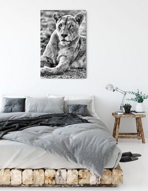 Pixxprint Leinwandbild prächtige weiße Löwin, prächtige weiße Löwin (1 St), Leinwandbild fertig bespannt, inkl. Zackenaufhänger