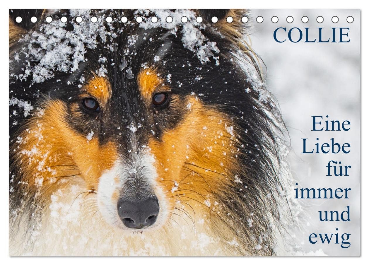 CALVENDO Wandkalender Collies - Eine Liebe für immer und ewig (Tischkalender 2026 DIN A5 que