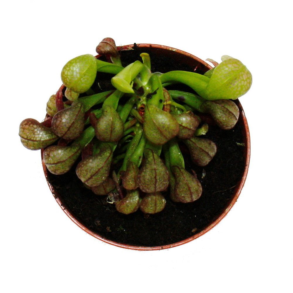 Exotenherz Zimmerpflanze Fleischfressende Pflanze Darlingtonia californica 9cm Topf Rarität – Bild 5 von 5