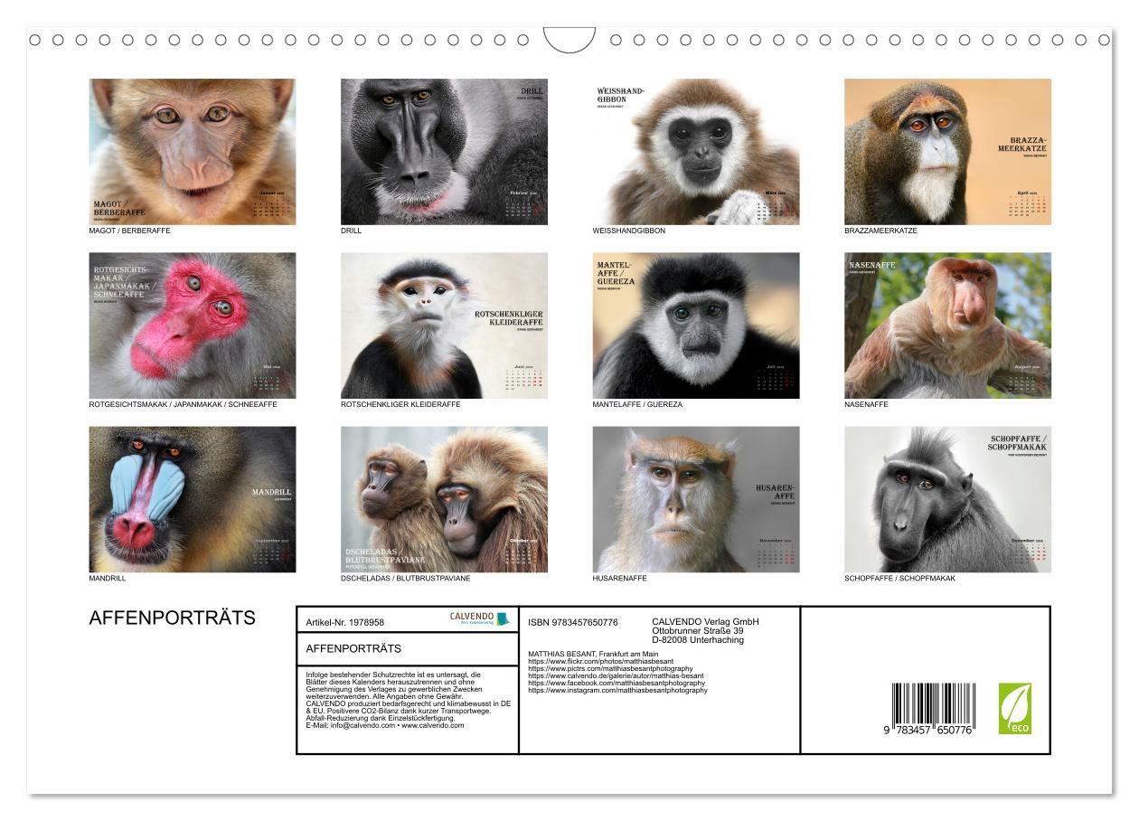 Thumbnail - CALVENDO Wandkalender AFFENPORTRÄTS (Wandkalender 2026 DIN A3 quer), CALVENDO Monatskalender