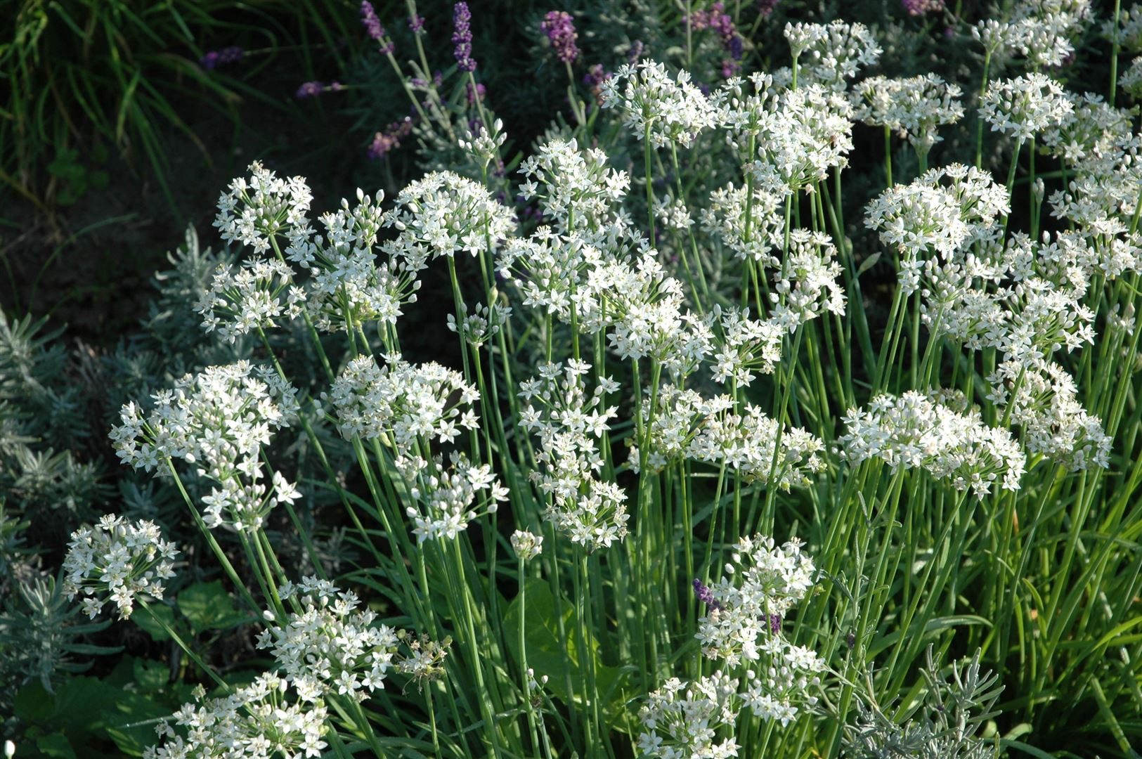 Pflanzen für Dich Staude Allium tuberosum