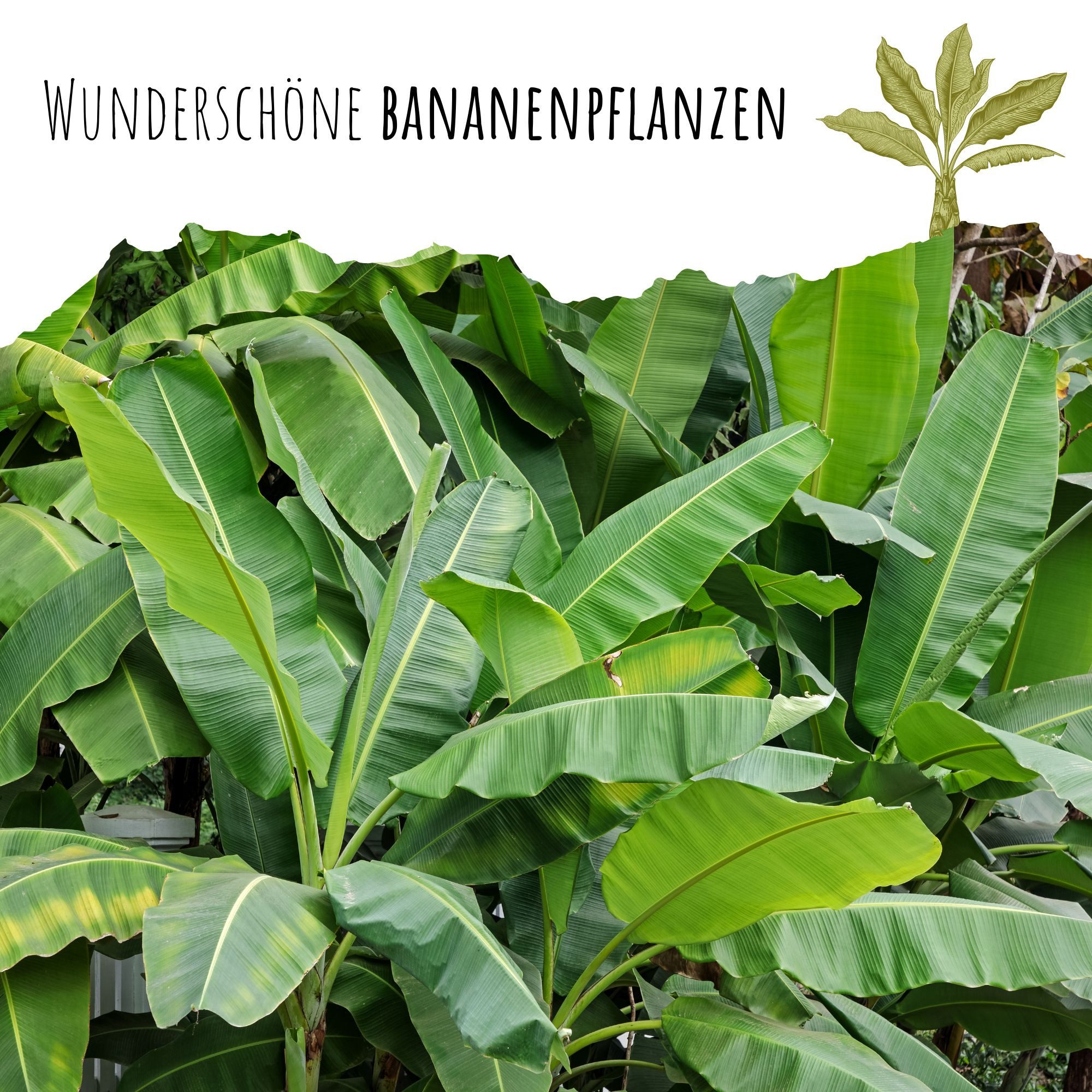 HappySeed Blumensamen Darjeeling Bananen Samen (Musa sikkimensis) - Winterh günstig online kaufen