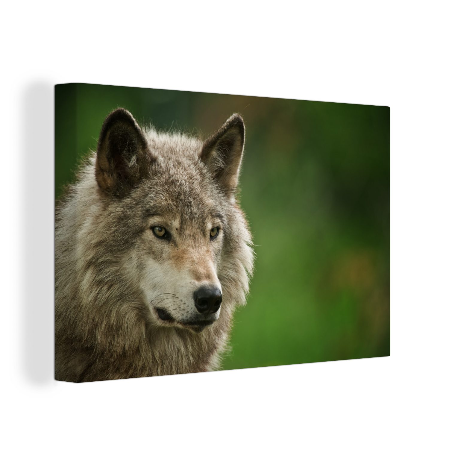 Grau Wandbild Wolf OneMillionCanvasses® - (1 Fell, 30x20 Wanddeko, cm St), - Aufhängefertig, Leinwandbilder, Leinwandbild