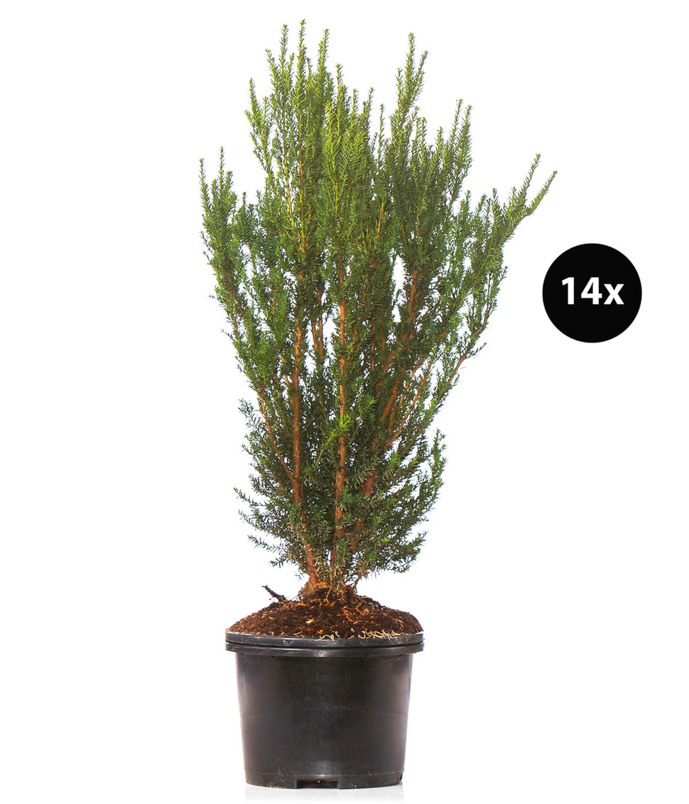Dehner Hecken Becher-Eibe Hillii, 10 Pflanzen, für ca. 7 Meter Hecke, 90-100 cm, beliebtes Zier- und Formgehölz als Sichtschutz-Hecke