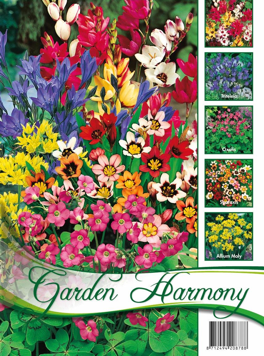 meinvipshop Blumenzwiebeln Bunte Blumenzwiebel Mischung 100 Stück, (100-St)