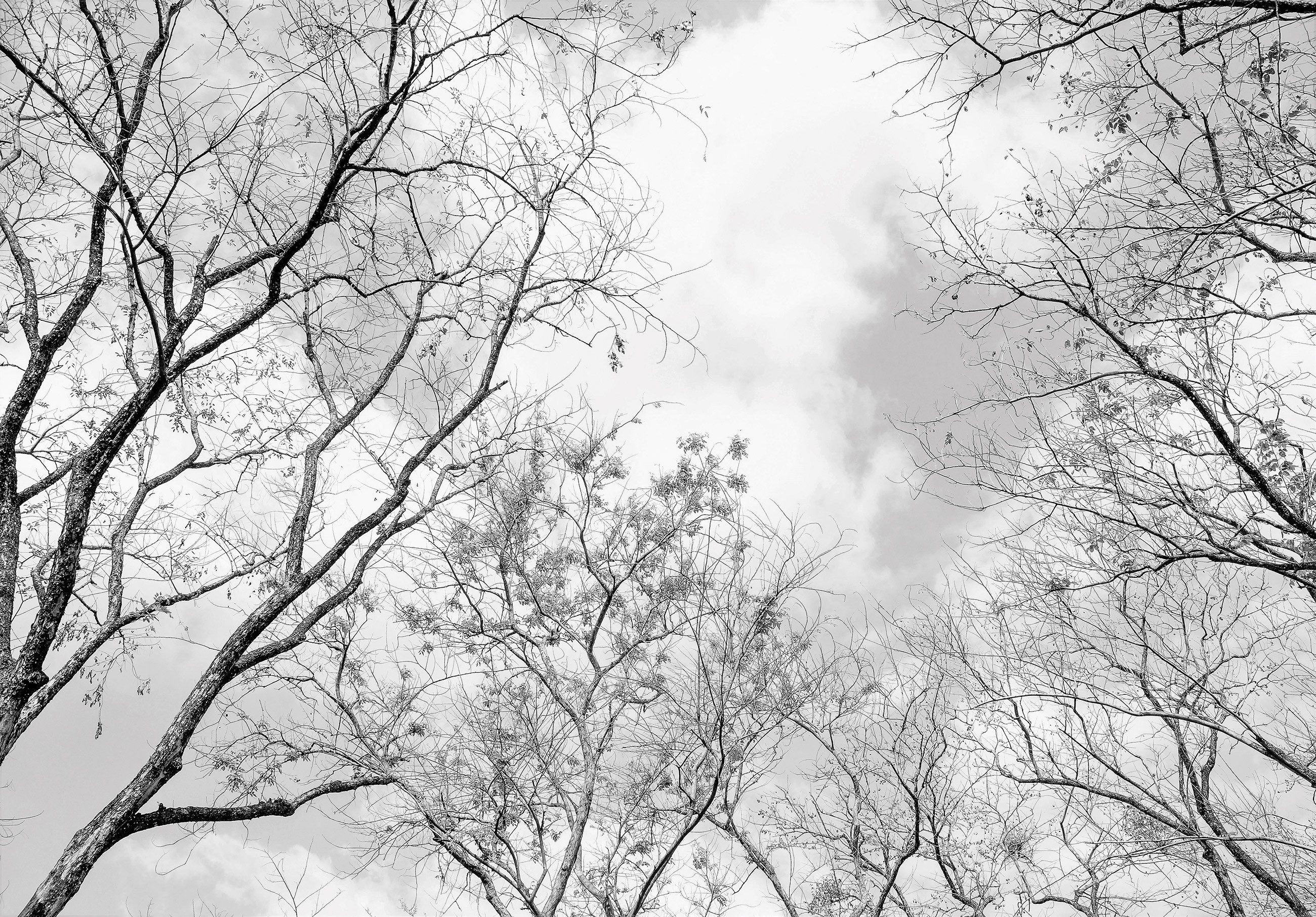 Wallarena Fototapete Wald Baumkronen 3D EFFEKT günstig online kaufen