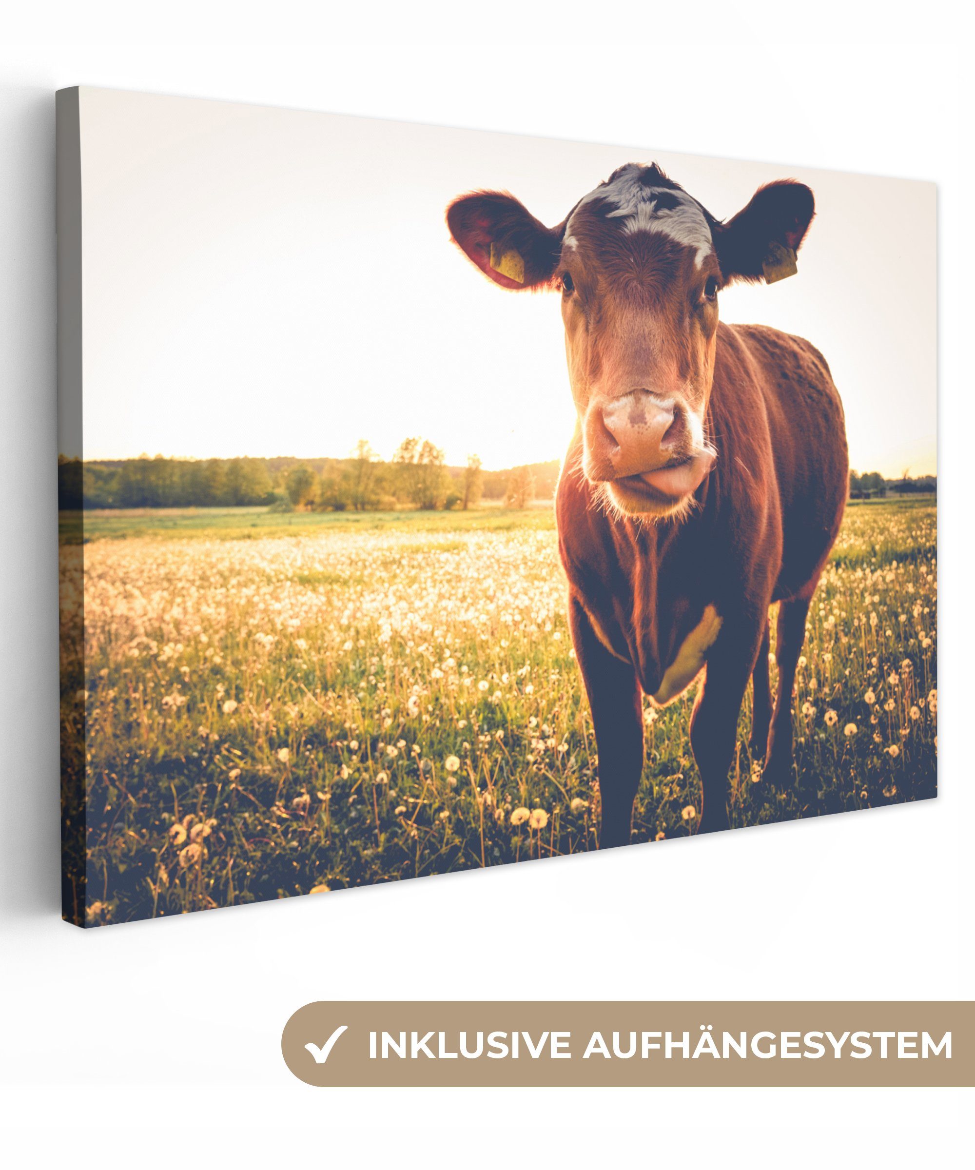 OneMillionCanvasses® Leinwandbild Kuh - Sonnenuntergang - günstig online kaufen