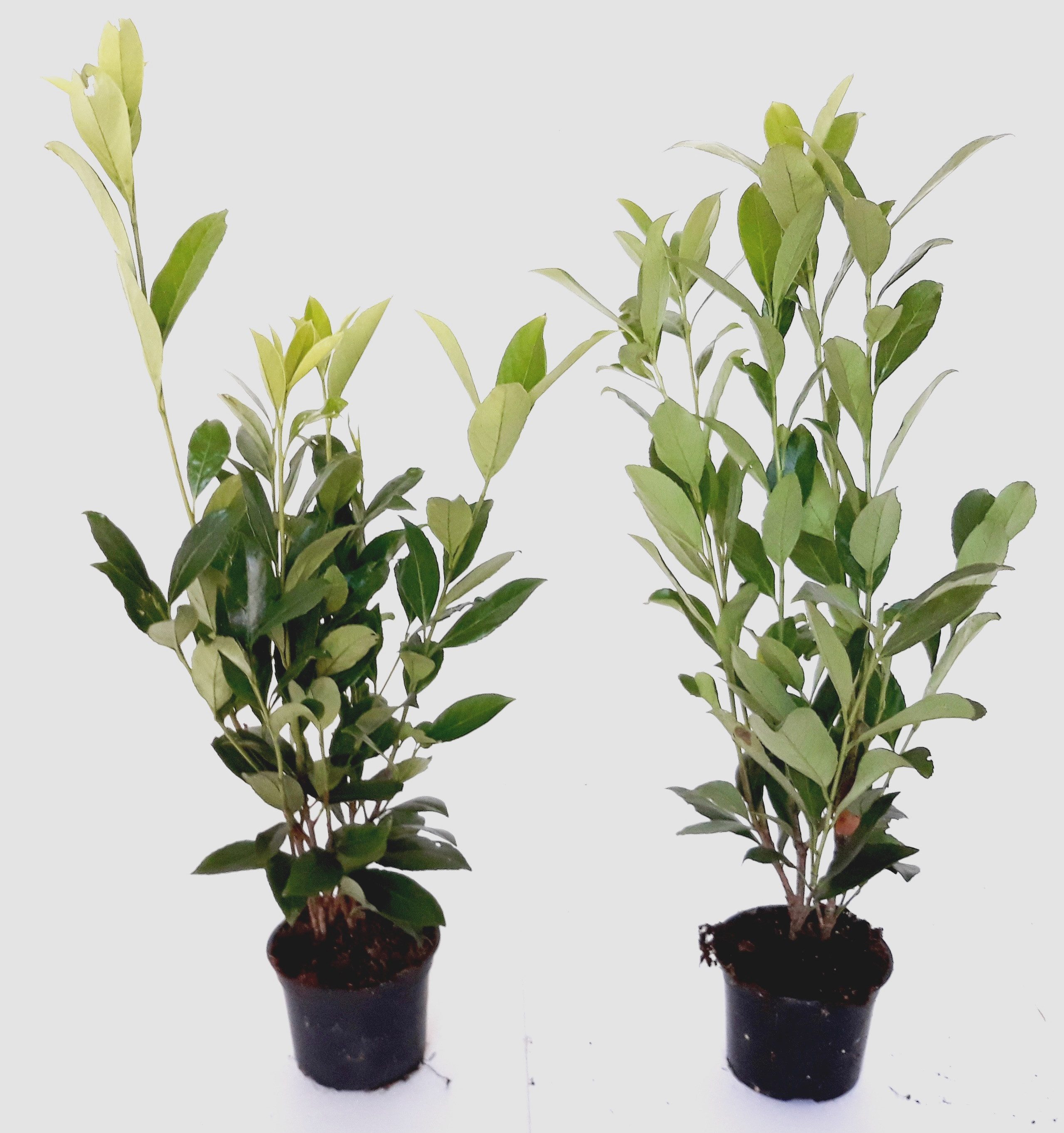 Pflanzen Böring (302024242652) Hecken 20 x Prunus Caucasica, 50-60 cm, Lorbeer, Heckenpflanzen