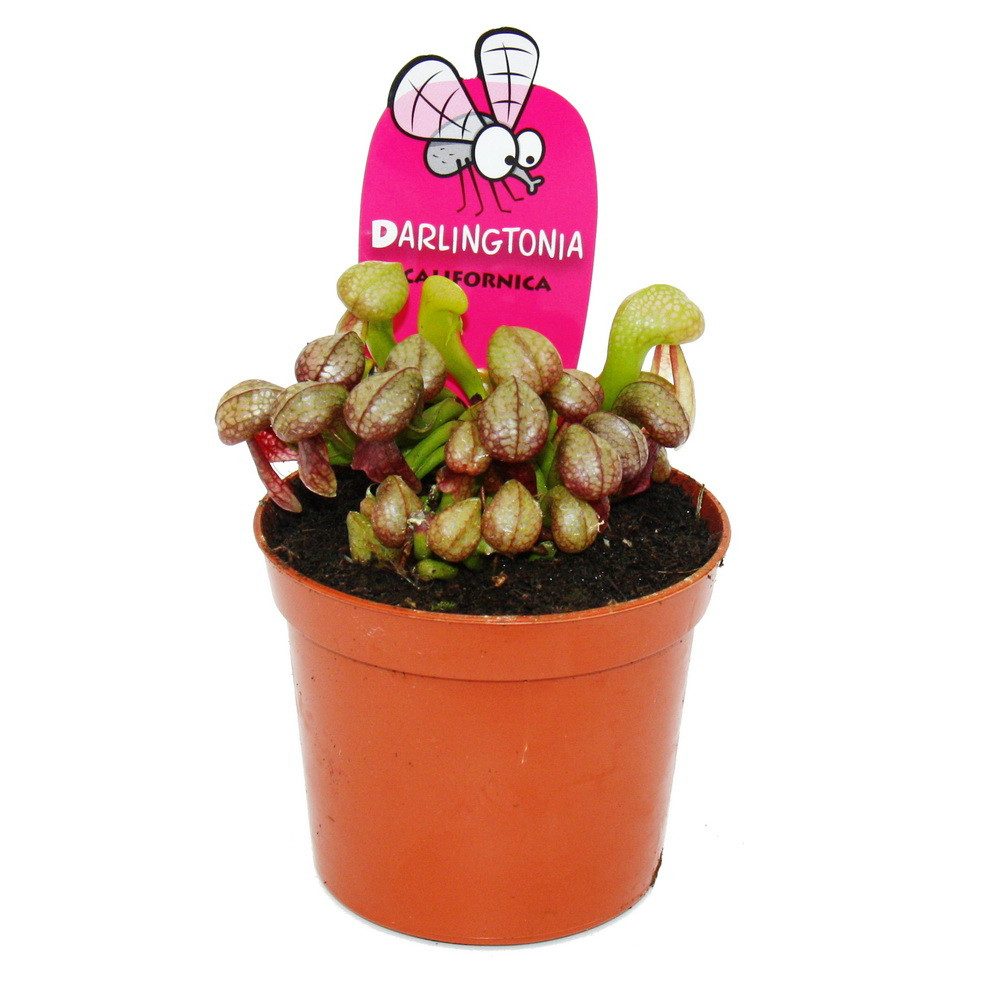Exotenherz Zimmerpflanze Fleischfressende Pflanze Darlingtonia californica 9cm Topf Rarität