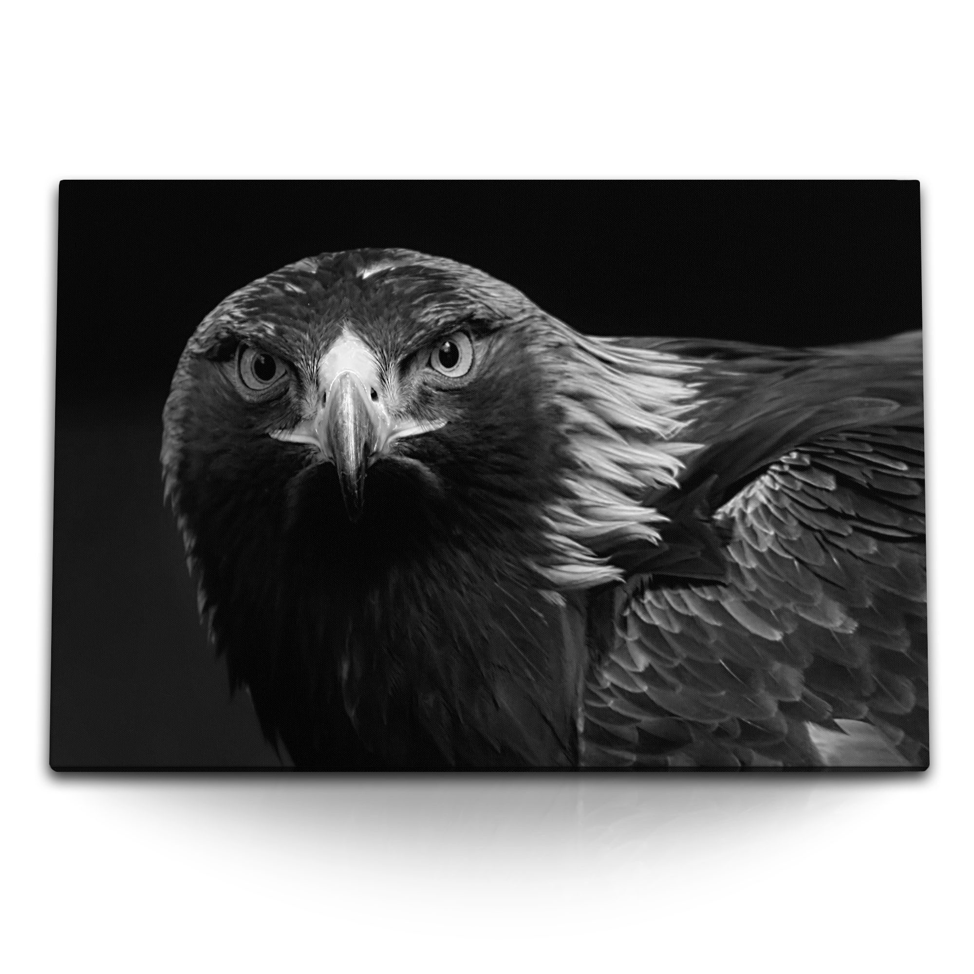 Leinwandbild 120x80cm Wandbild auf Leinwand Adler Schwarz Weiß Tierfotografie Raubv