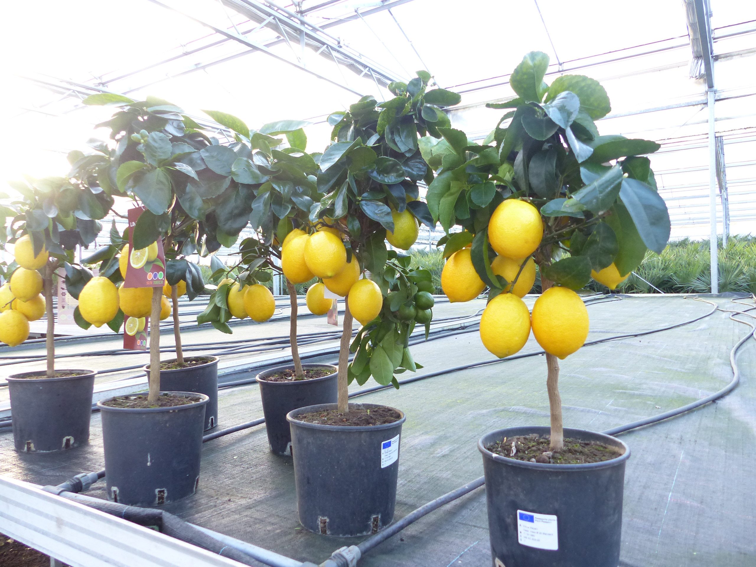 gruenwaren jakubik Zitronenbaum beste Sorte: Meyer Meyerii Zitrone echter Z günstig online kaufen