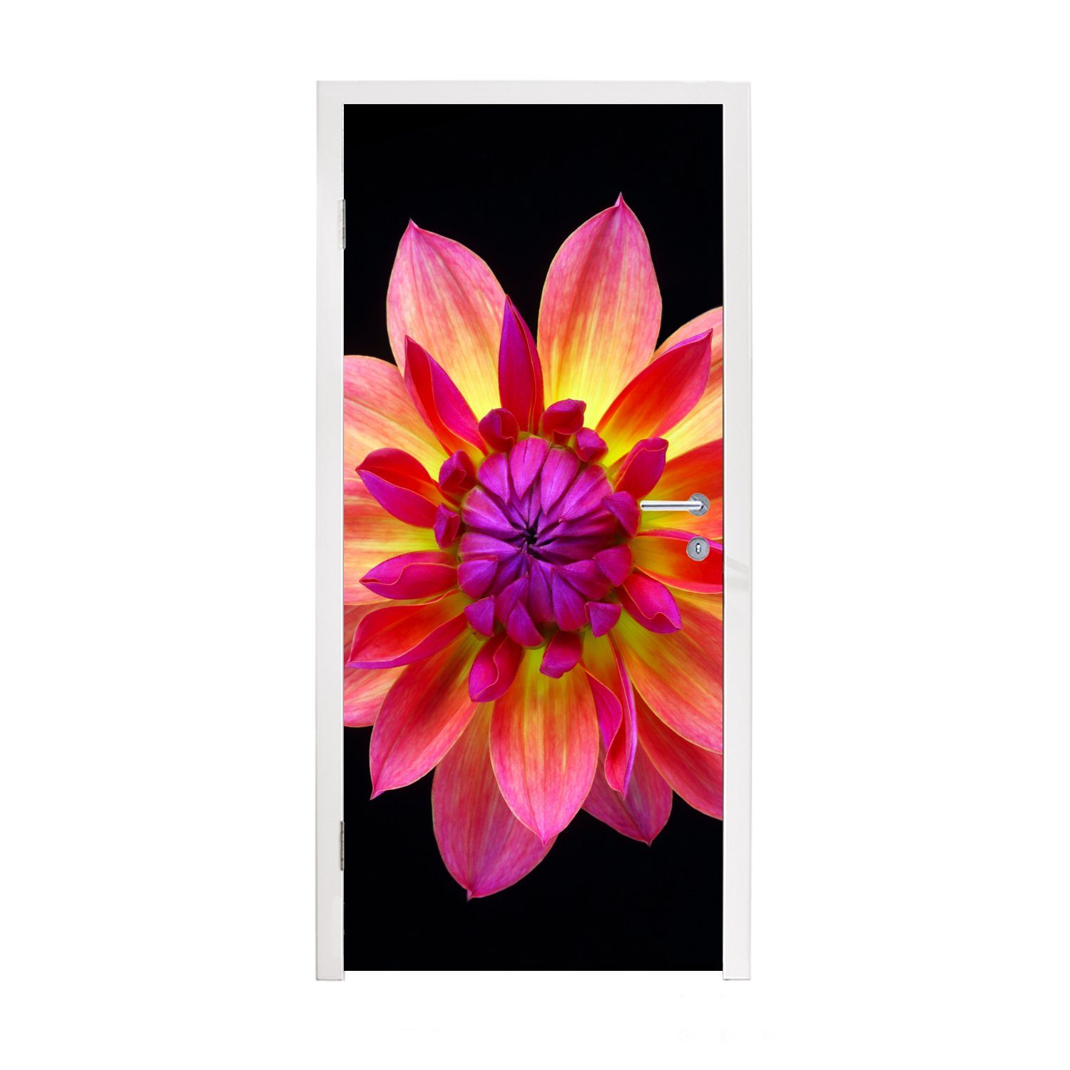 MuchoWow Türtapete Eine Nahaufnahme der mehrfarbigen Dahlienblüte auf schwarzem, Matt, bedruckt, (1 St), Fototapete für Tür, Türaufkleber, 75x205 cm