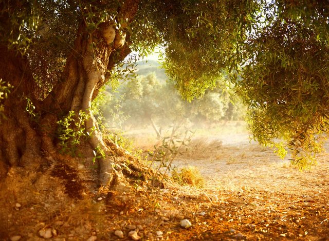 Papermoon Fototapete »Old Olive Tree«, glatt-Otto