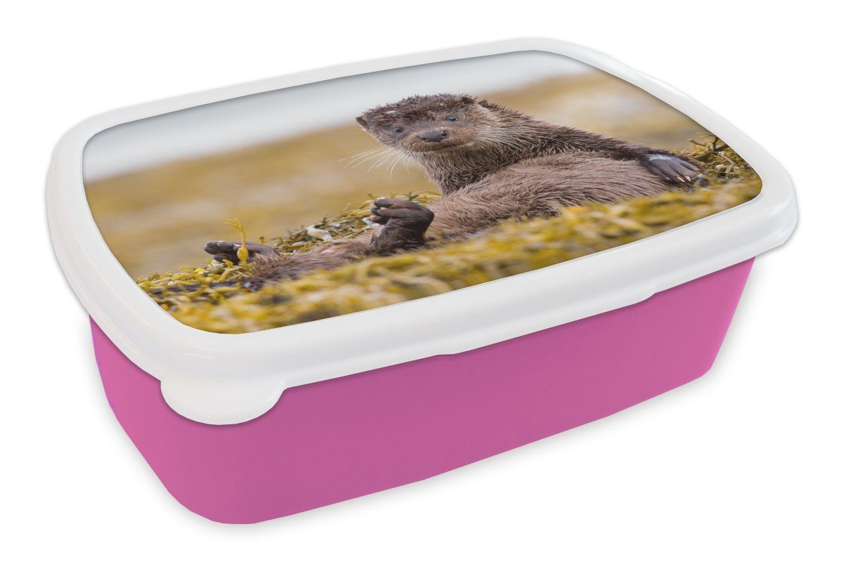 MuchoWow Lunchbox Schottische Otter, Kunststoff, (2-tlg), Brotbox für Erwachsene, Brotdose Kinder, Snackbox, Mädchen, Kunststoff rosa | Lunchboxen