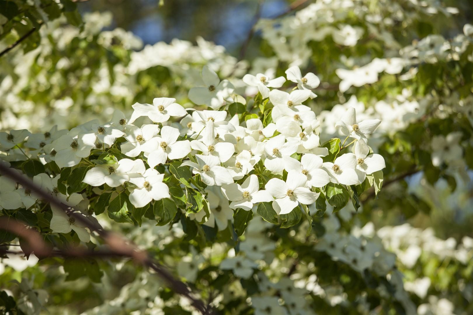 Pflanzen für Dich Gehölze Cornus florida, 1 St., Blumen-Hartriegel, Amerikanischer Blumen-Hartriegel