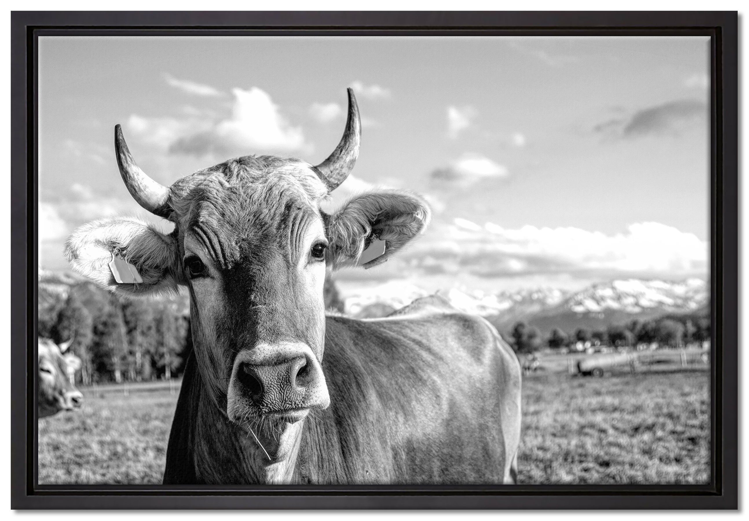 Pixxprint Leinwandbild Neugierige Kuh auf Weide im Allgäu, Monochrome, Wanddekoration (1 St), Leinwandbild fertig bespannt, in einem Schattenfugen-Bilderrahmen gefasst, inkl. Zackenaufhänger