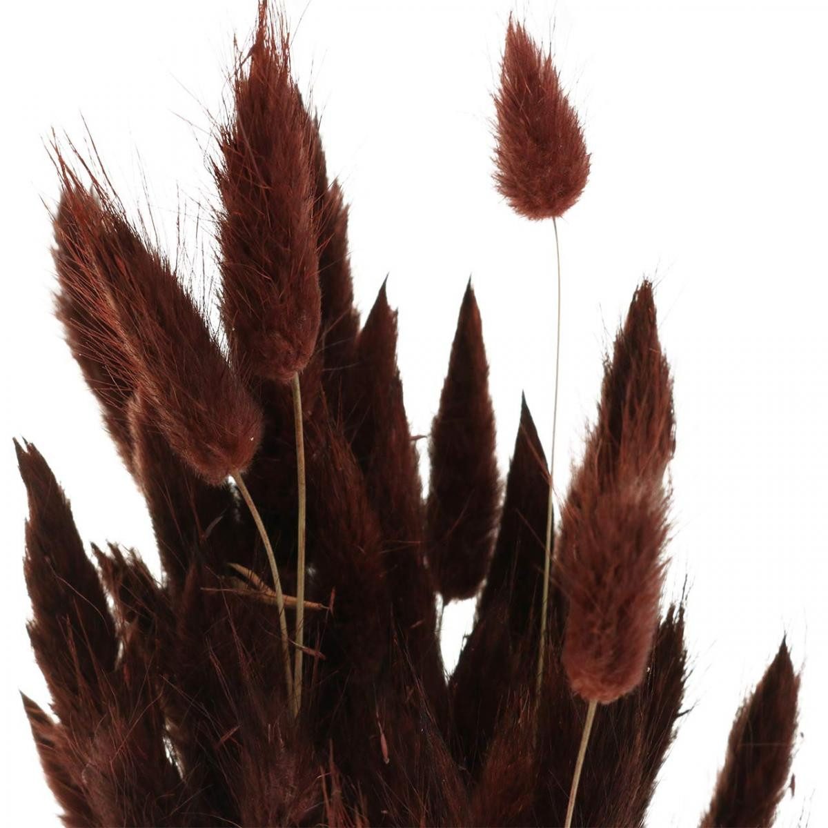 Trockenblume Trockenfloristik Deko-Gras Lagurus Braun, Samtgras, Florists Products, Höhe 5 cm