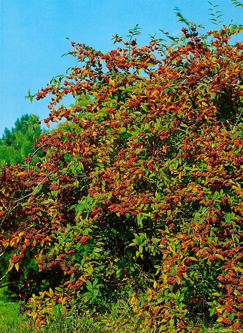 Pflanzen für Dich Gehölze Cotoneaster wat. Cornubia, 1 St., Zwergmispel, Felsenmispel