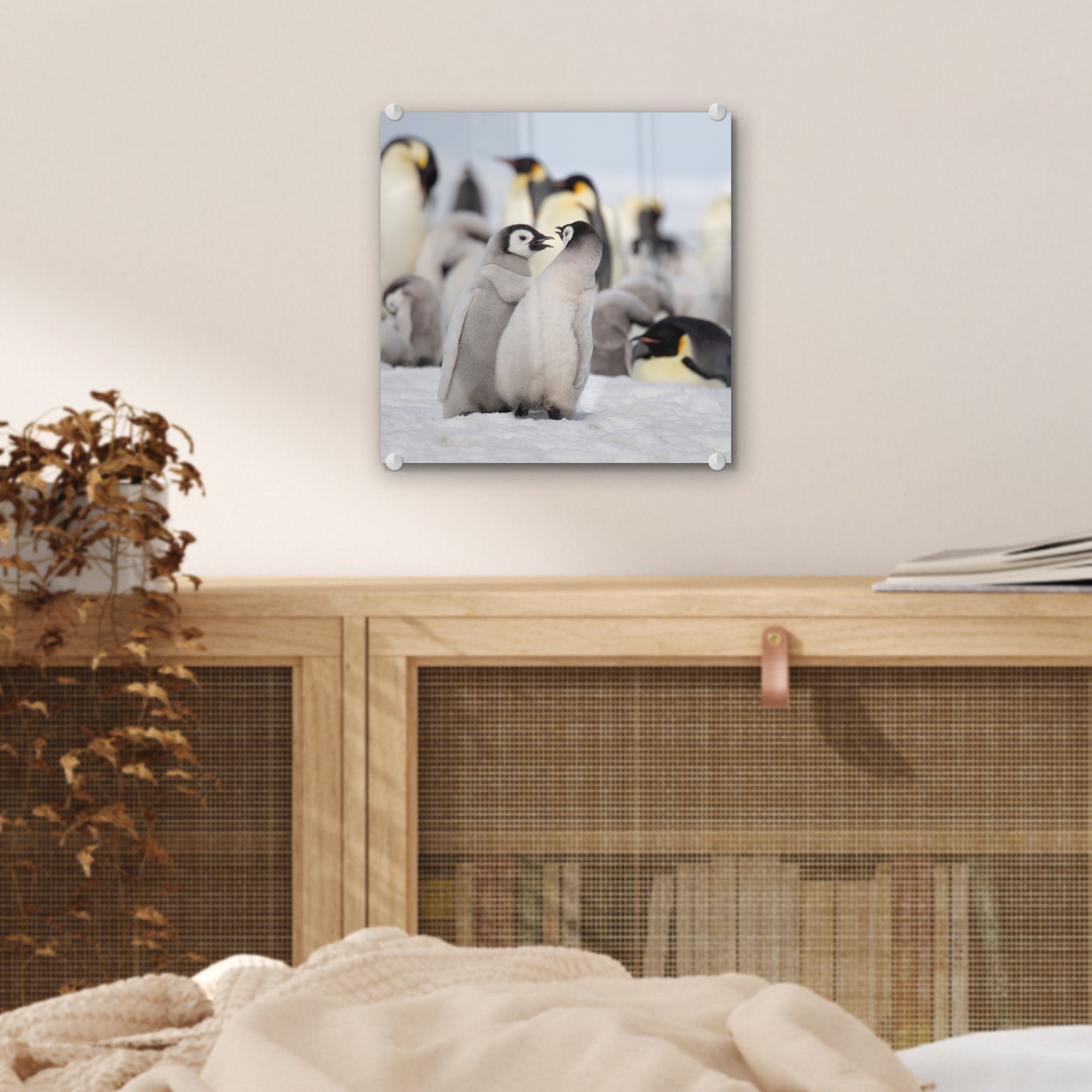 auf Glasbilder - - Acrylglasbild Pinguine (1 Foto Glas Tiere, Glas - Bilder auf Wanddekoration MuchoWow Schnee Wandbild - St), -