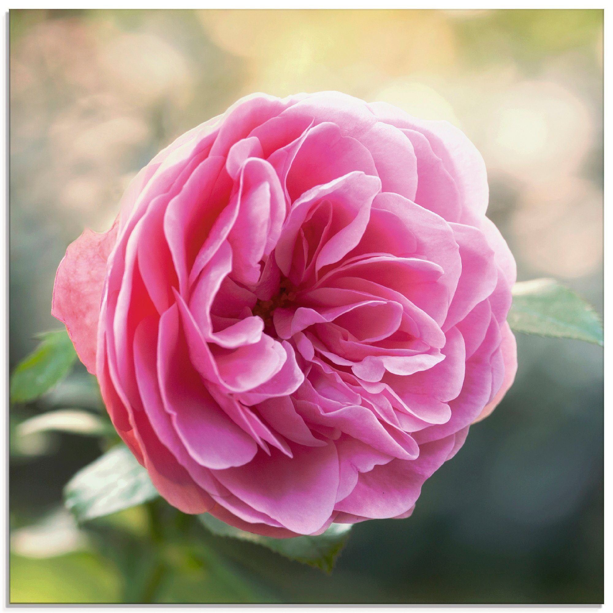 Rosa St), (1 Blumen Glasbild Artland verschiedenen in Größen im Gegenlicht, Rose
