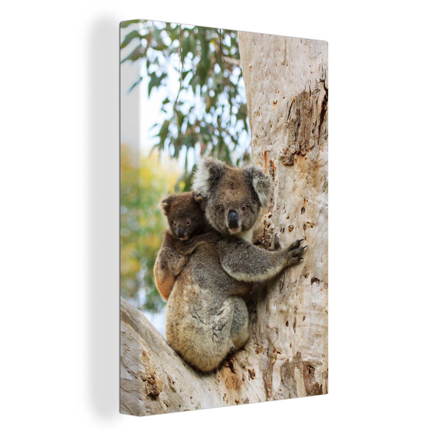 OneMillionCanvasses® Leinwandbild Koala - Baby - Eukalyptus, (1 St), Leinwandbild fertig bespannt inkl. Zackenaufhänger, Gemälde, 20x30 cm