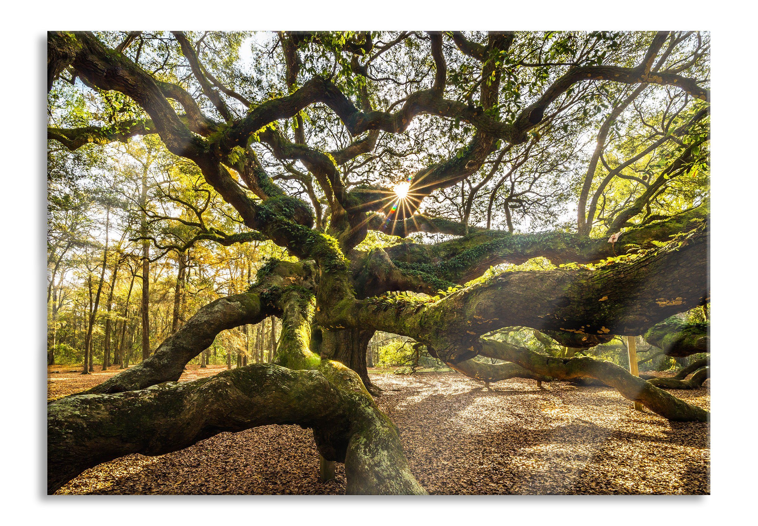 Glasbild gigantisch verzweigter Baum