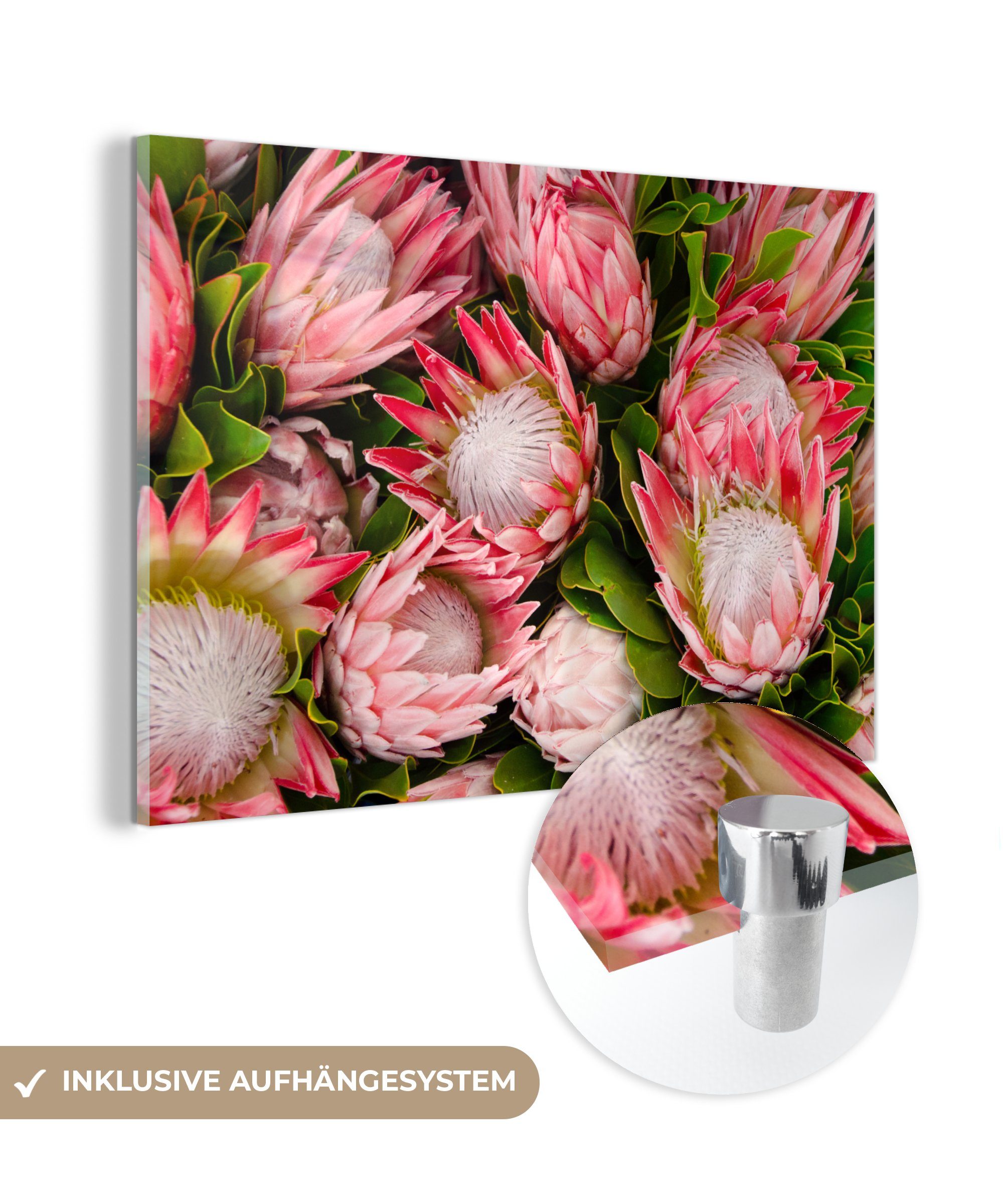 MuchoWow Acrylglasbild Blumen - Acrylglasbilder St), Wohnzimmer - Protea, (1 Schlafzimmer & Rosa