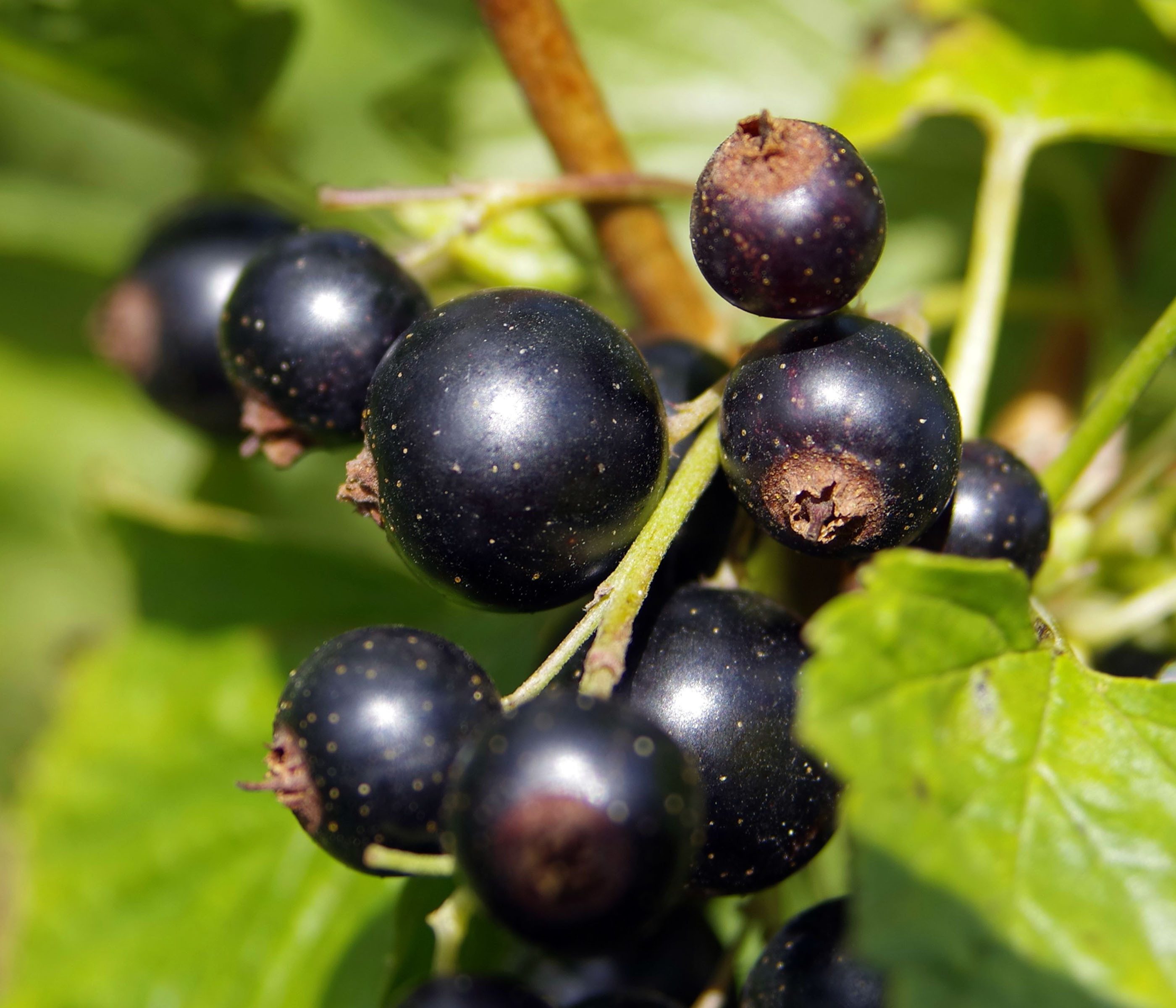Dehner Obstpflanze Johannisbeere Schwarze Perle, Ribes nigrum, große aromatische Früchte, Beerenstrauch Selbstbefruchter-Pflanze, schwarze Früchte