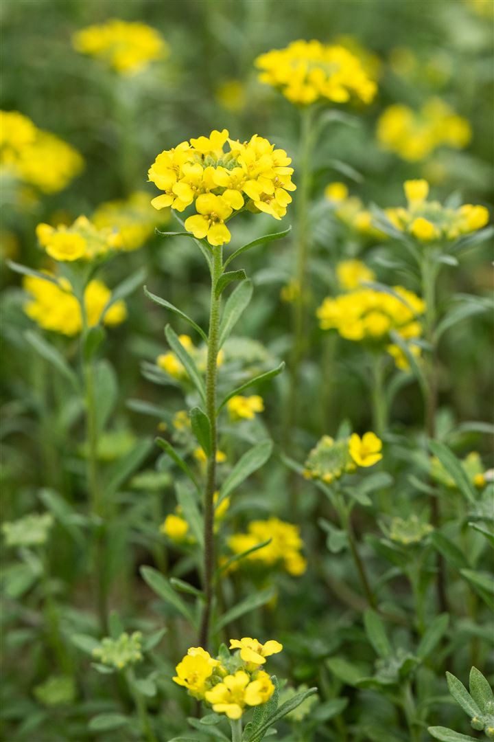 Pflanzen für Dich Staude Alyssum mont. Berggold, 1 St., Berg-Steinkraut, Felsen-Steinkraut