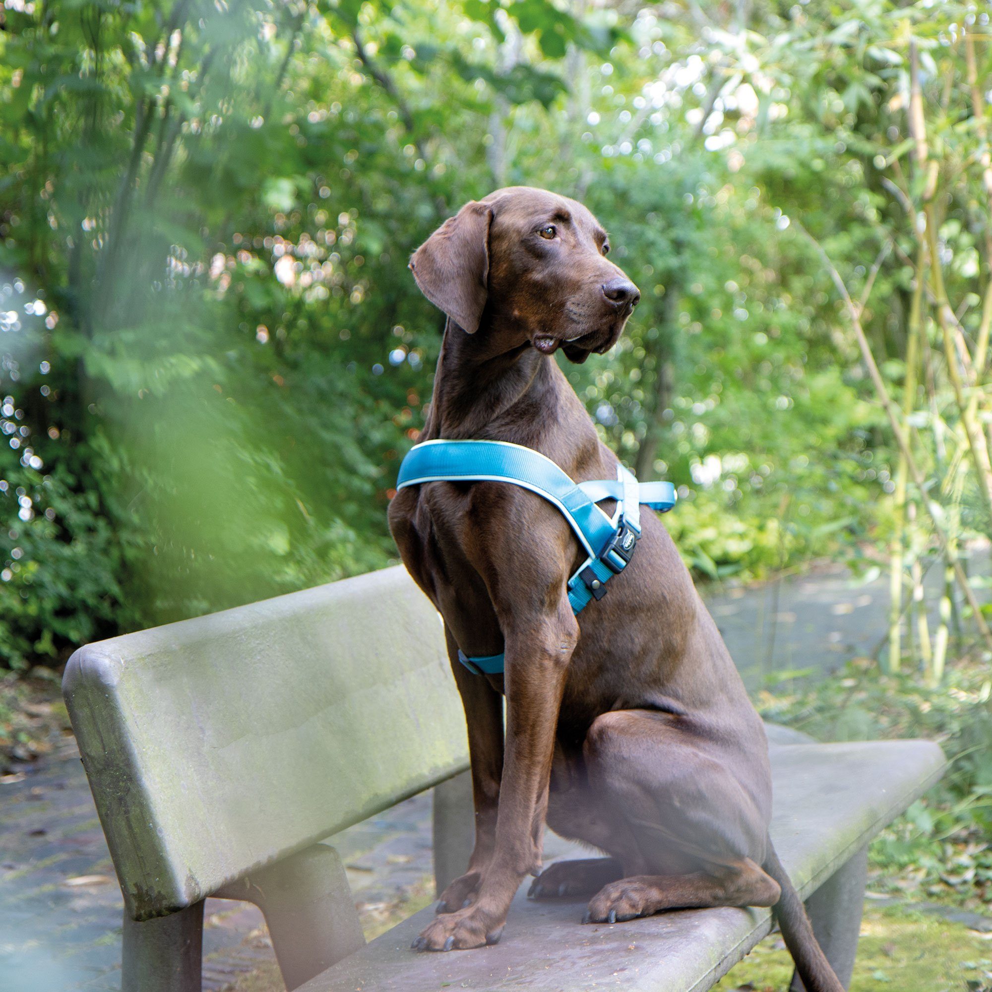 Nobby Norwegergeschirr Hundegeschirr Classic Preno - viele Farben, Neopren und Nylon, Mit Griff