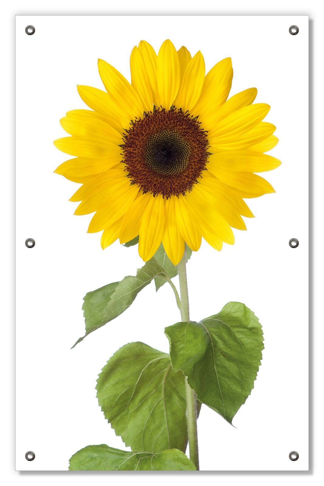 Sonnenblume, blickdicht, wiederablösbar und wiederverwendbar Sonnenschutz Wallario, Saugnäpfen, mit