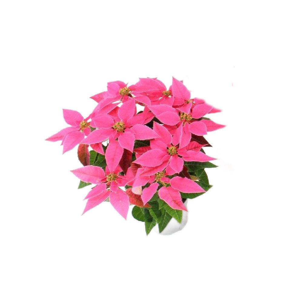 meinvipshop Zimmerpflanze Weihnachtsstern dark pink 30cm Zimmerpflanze günstig online kaufen