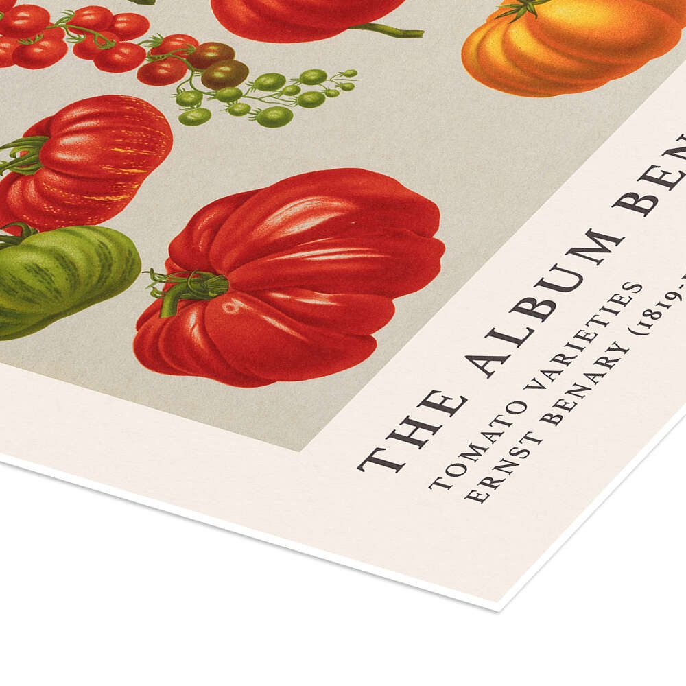 Posterlounge Wandbild The Album Benary - Tomato Varieties, Ernst Benary, erhältlich als Poster, Leinwandbild, Wandsticker oder Acrylglasbild