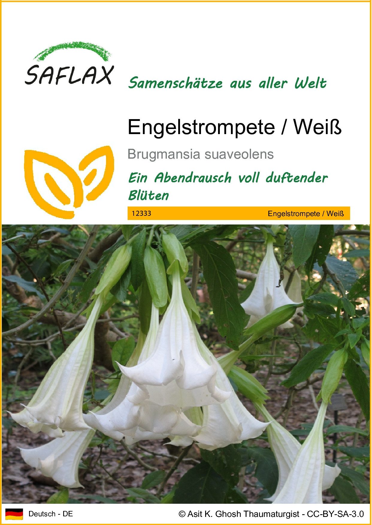 SAFLAX Blumensamen SAFLAX - Samen - Engelstrompete / Weiß