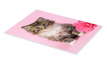 Posterlounge Poster Greg Cuddiford, Katze mit rosa Blume, Fotografie
