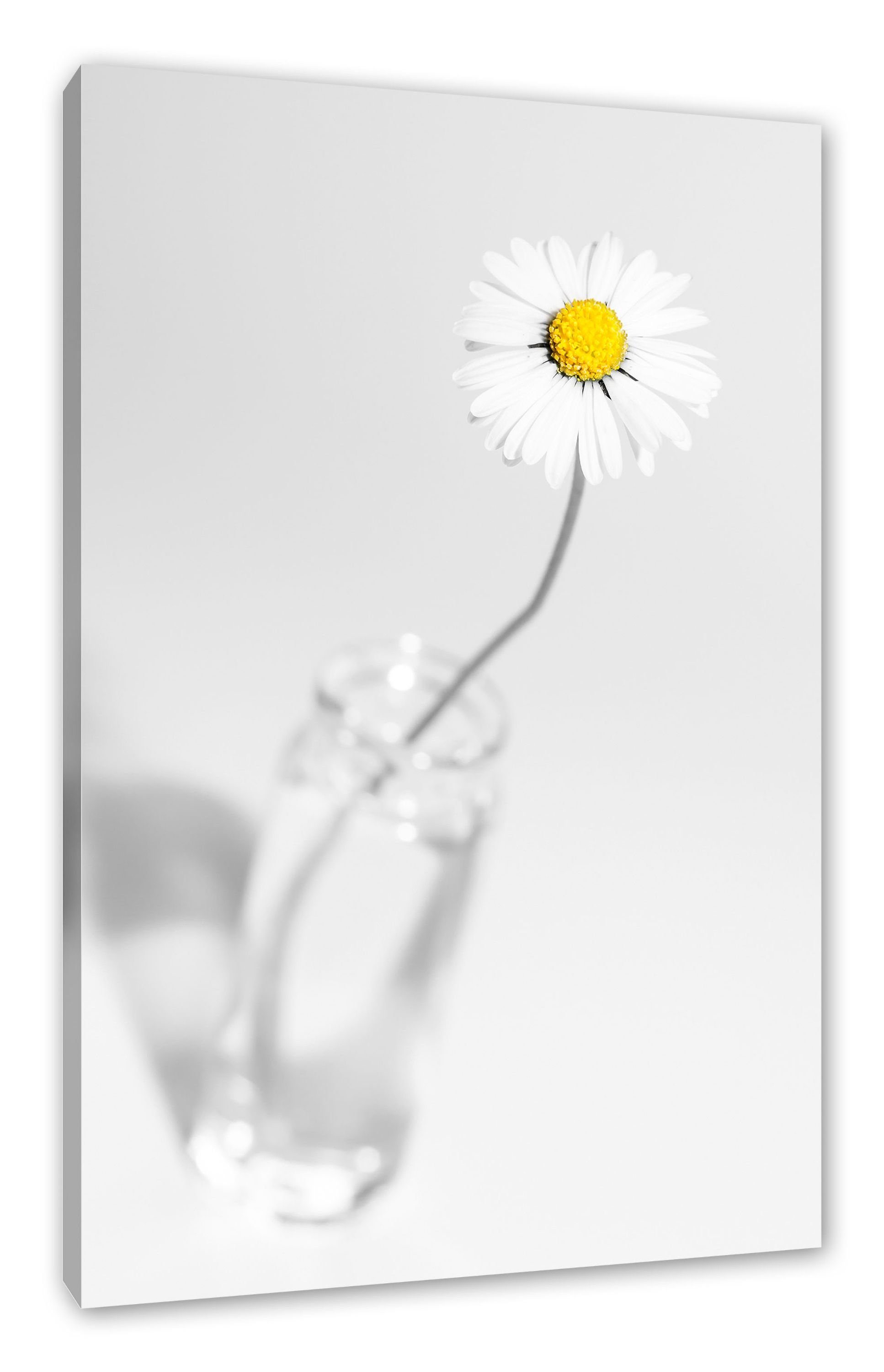Pixxprint Leinwandbild Gänseblümchen im Glas, Gänseblümchen im Glas (1 St), Leinwandbild fertig bespannt, inkl. Zackenaufhänger