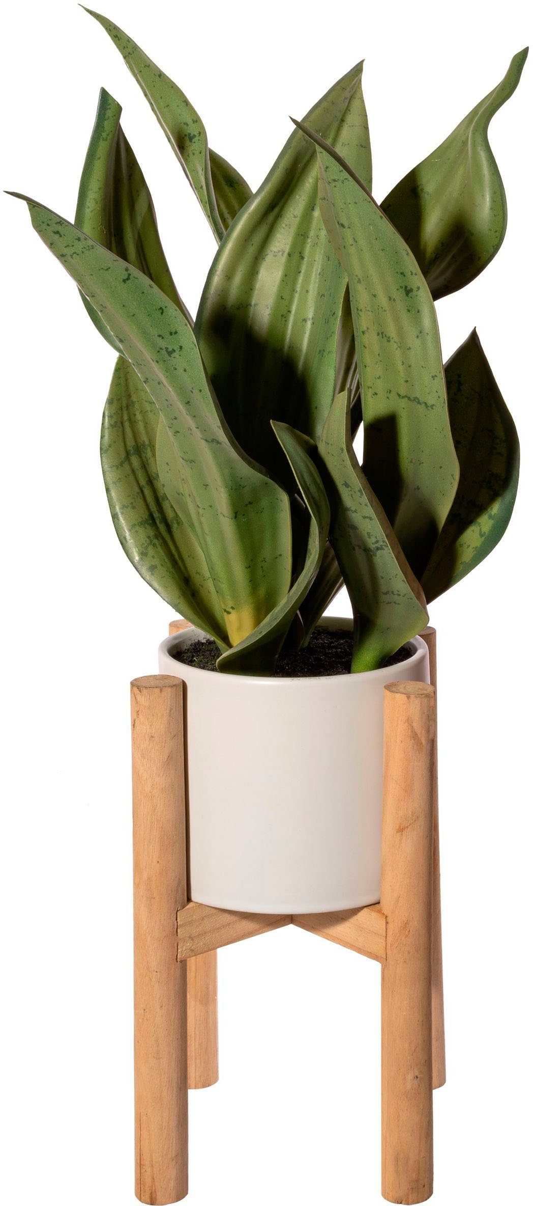 50 Sanseveria Creativ Zimmerpflanze auf green, Höhe auf Keramiktopf Sukkulente, cm, Holzrack Holzrack Künstliche im