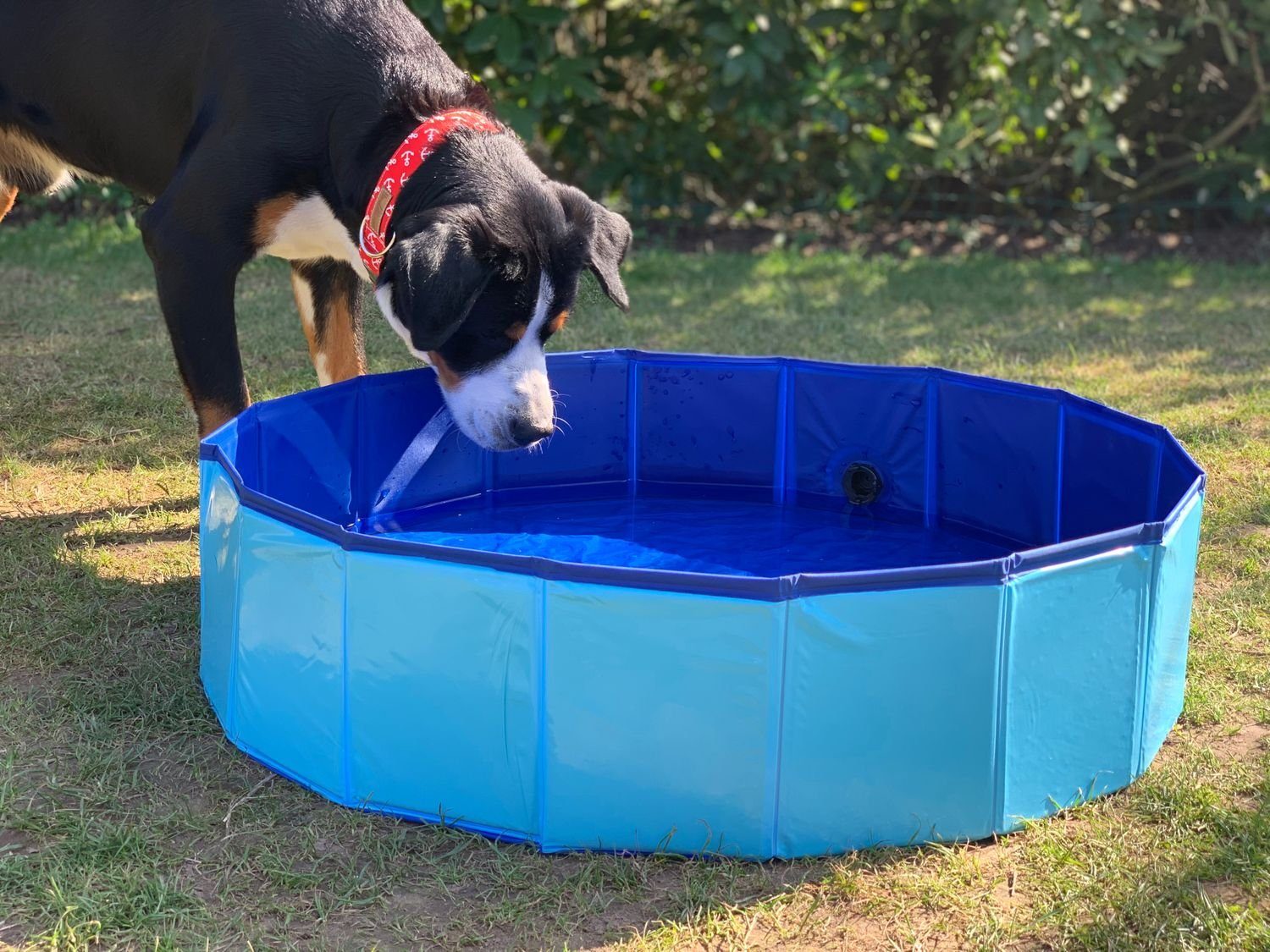 BURI Hundepool Hundepool 80x20cm Badewanne Schwimmbecken Swimmingpool Planschbecken